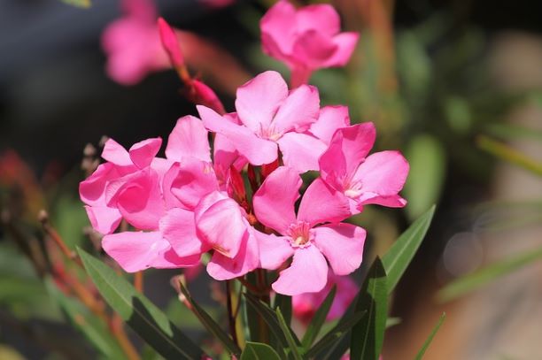 Олеандр: 5 хитростей для пышного цветения